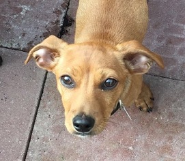 Medium Photo #1 Dachshund-Unknown Mix Puppy For Sale in Issaquah, WA, USA