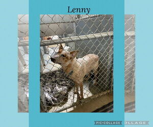 Red Heeler-Unknown Mix Dogs for adoption in Kewanee, IL, USA