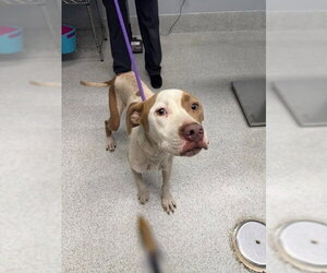 American Staffordshire Terrier Dogs for adoption in Tallahassee, FL, USA
