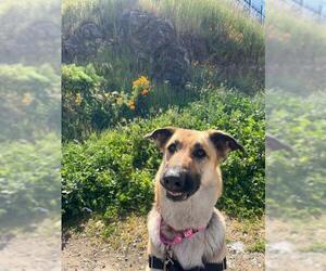 German Shepherd Dog Dogs for adoption in San Francisco, CA, USA