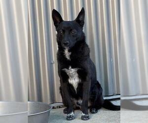 Schipperke-Unknown Mix Dogs for adoption in Sacramento, CA, USA