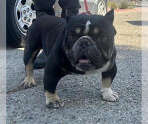 Bulldog Dogs for adoption in Redlands, CA, USA