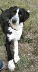 Small Greater Swiss Mountain Dog-Poodle (Standard) Mix