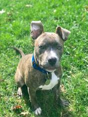 Bullboxer Pit Dogs for adoption in Toledo, OH, USA