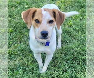 Beagle-Unknown Mix Dogs for adoption in Batavia, OH, USA