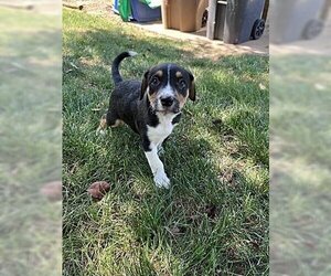 Beagle-Border Collie Mix Dogs for adoption in Knoxville , TN, USA