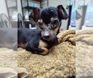 Chihuahua Dogs for adoption in New York, NY, USA