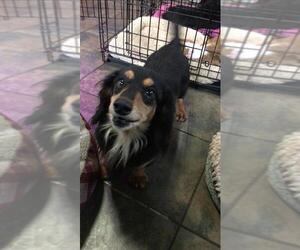 Dachshund Dogs for adoption in Alexandria, KY, USA