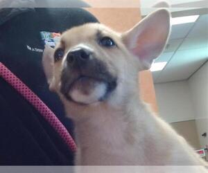 German Shepherd Dog-Unknown Mix Dogs for adoption in Sacramento, CA, USA