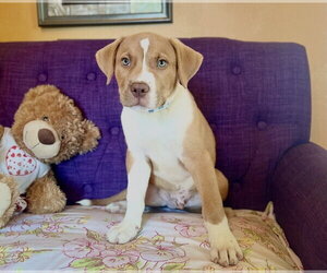 Mutt Dogs for adoption in Rockaway, NJ, USA