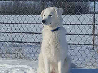 Great Pyrenees Dogs for adoption in Grasswood, Saskatchewan, Canada