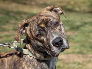 American Pit Bull Terrier-Bulldog Mix Dogs for adoption in Maumee, OH, USA