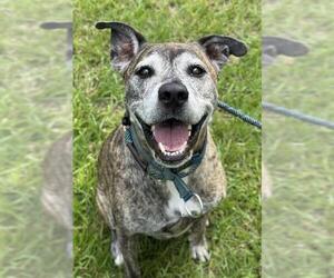 American Pit Bull Terrier Dogs for adoption in Fort Lauderdale, FL, USA