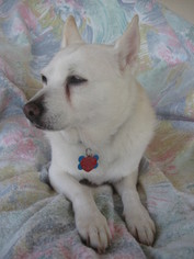 American Eskimo Dog-Unknown Mix Dogs for adoption in Randallstown, MD, USA
