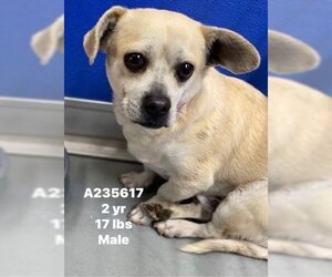 Chihuahua-Unknown Mix Dogs for adoption in Visalia, CA, USA