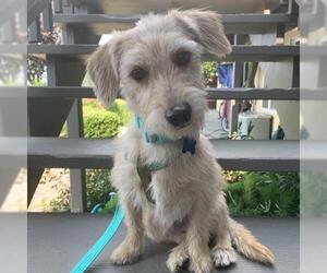 Mutt Dogs for adoption in Milpitas, CA, USA