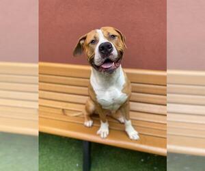 Mutt Dogs for adoption in San Francisco, CA, USA