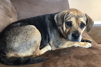 Puggle Dogs for adoption in House Springs, MO, USA