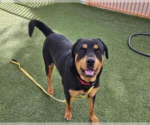 Rottweiler-Unknown Mix Dogs for adoption in Las Vegas, NV, USA