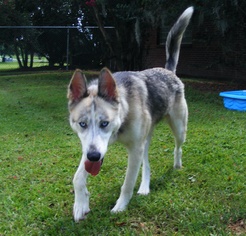 Alaskan Husky-Unknown Mix Dogs for adoption in New Bern, NC, USA