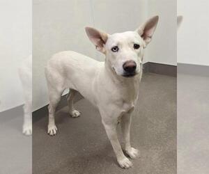 Siberian Husky-Unknown Mix Dogs for adoption in HESPERIA, CA, USA