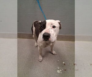 Mutt Dogs for adoption in Las Vegas, NV, USA