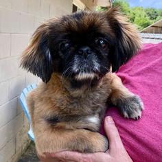 Pekingese Dogs for adoption in Bauxite, AR, USA