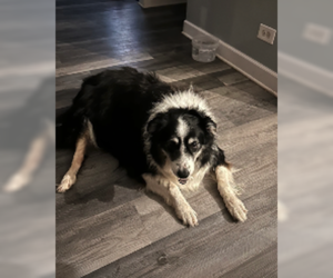Border Collie-Unknown Mix Dogs for adoption in Plainfield, IL, USA