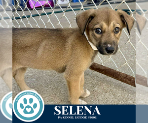 Bulldog-Unknown Mix Dogs for adoption in Kimberton, PA, USA