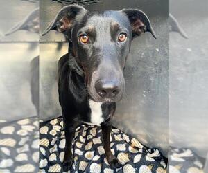 Labrador Retriever Dogs for adoption in Orange, CA, USA