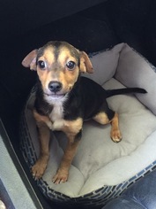 Rat-Cha Dogs for adoption in Del Rio, TX, USA