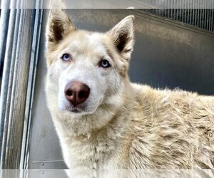 Siberian Husky Dogs for adoption in San Bernardino, CA, USA