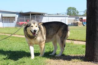 Small Alaskan Malamute