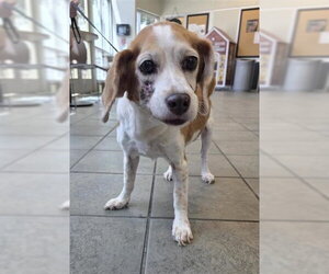 Beagle-Unknown Mix Dogs for adoption in San Antonio, TX, USA
