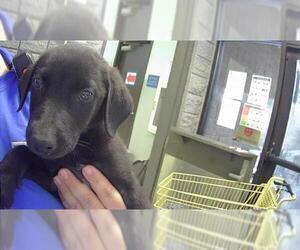 Labrador Retriever-Unknown Mix Dogs for adoption in Tulsa, OK, USA