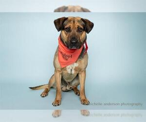 American Pit Bull Terrier-German Shepherd Dog Mix Dogs for adoption in Corona, CA, USA