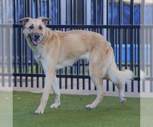Anatolian Shepherd Dogs for adoption in Waco, TX, USA
