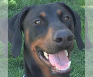Doberman Pinscher Dogs for adoption in Pleasanton, CA, USA