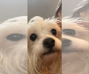 Poodle (Miniature)-Unknown Mix Dogs for adoption in MIDWAY, UT, USA