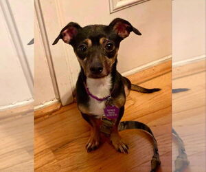 Rat-Cha Dogs for adoption in Princeton, MN, USA