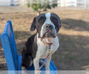 American Pit Bull Terrier Dogs for adoption in Ocala, FL, USA