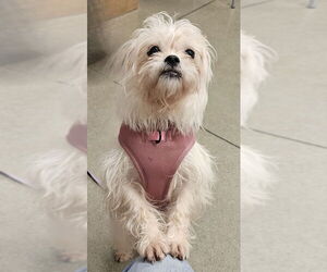 ShiChi Dogs for adoption in Olalla, WA, USA