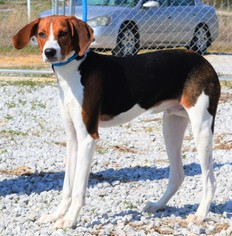 Treeing Walker Coonhound Dogs for adoption in Mukwonago, WI, USA