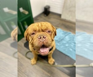 Dogue de Bordeaux Dogs for adoption in San Diego, CA, USA