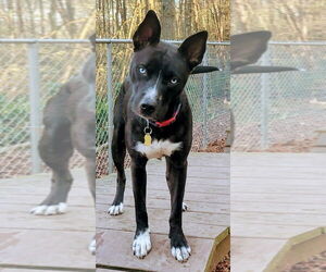 Huskies -Unknown Mix Dogs for adoption in Ellijay, GA, USA