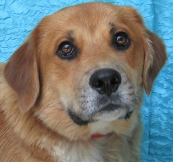 Golden Pyrenees Dogs for adoption in Cuba, NY, USA