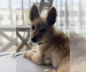 Pomeranian-Unknown Mix Dogs for adoption in San Francisco, CA, USA