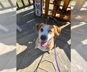 Beagle-Unknown Mix Dogs for adoption in Louisville, KY, USA