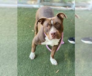 American Pit Bull Terrier Dogs for adoption in Santa Monica, CA, USA