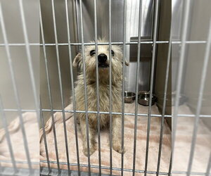 Cairanian Dogs for adoption in Sacramento, CA, USA